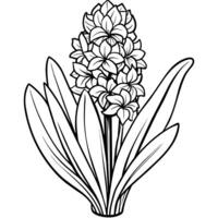 Hyacinth flower outline illustration coloring book page design, Hyacinth flower black and white line art drawing coloring book pages for children and adults vector