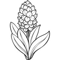 Hyacinth flower outline illustration coloring book page design, Hyacinth flower black and white line art drawing coloring book pages for children and adults vector