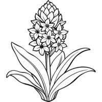 Hyacinth flower outline illustration coloring book page design, Hyacinth flower black and white line art drawing coloring book pages for children and adults vector