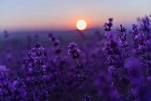 Lavender flower background. Violet lavender field sanset close up. Lavender flowers in pastel colors at blur background. Nature background with lavender in the field. photo