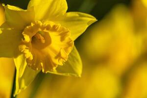 A bunch of yellow flowers with a blurry background. The flowers are in full bloom and are the main focus of the image. photo