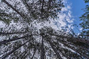 forest with a view from the bottom of the tree canopy, a photograph showcases the peaceful and calming atmosphere of a forest, inviting viewers to immerse themselves in nature. photo