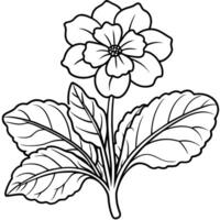 Primrose flower outline illustration coloring book page design vector