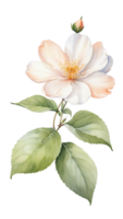 The beauty of natural flora with white flowers png
