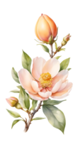 The beauty of natural flora with camellia flowers png