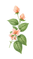 pink flowers on a branch with leaves png