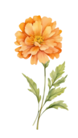 Orange fleur sur transparent Contexte png