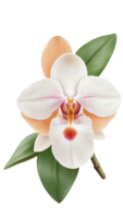 orquídea flor en un transparente antecedentes png