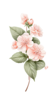 pink flowers on a branch with leaves on a transparent background png