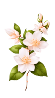de skönhet av naturlig flora med vit blommor png