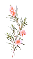 rosemary plant on transparent background png