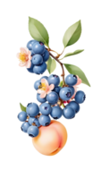 Blaubeere Obst mit Pfirsich auf Ast png