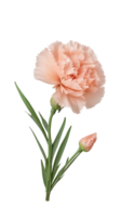 rosa nejlika blomma på transparent bakgrund png