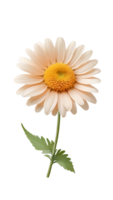 Marguerite fleur sur transparent Contexte png