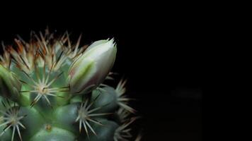 tempo periodo di bianca cactus fiore pianta, nel il stile di nero sfondo. video