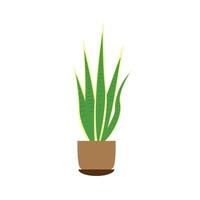 Dracaena trifasciata icon. Sansevieria trifasciata icon. Snake plant icon. vector