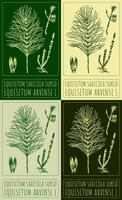 Set of drawing EQUISETUM SAXICOLA SUKSD in various colors. Hand drawn illustration. The Latin name is EQUISETUM ARVENSE L. vector