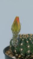 Cactus flower blooming vertical time lapse . video