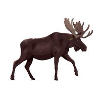 moose with big horns is walking vector