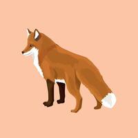 Red fox has pricked up its ears vector