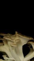 Growing mushrooms rising from soil vertical time lapse 4k footage. video