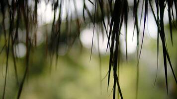 palm leaves swaying in the wind a close up view video