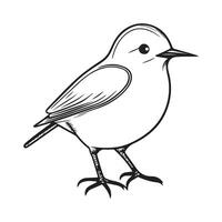 Cute bird illustration black and white cartoon character design collection. White background. Pets, Animals. vector