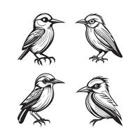 Cute bird illustration black and white cartoon character design collection. White background. Pets, Animals. vector