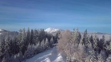 Flug Über Wald im das Karpaten im Winter. schön Landschaft von Winter Berge. Antenne Sicht. 4k video
