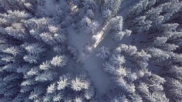 aéreo viaduto congeladas Nevado abeto floresta dentro a Cárpatos dentro inverno. lindo panorama do inverno montanhas. aéreo visualizar. 4k video