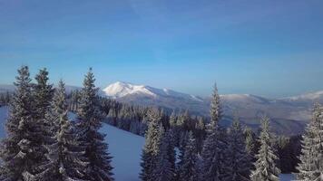 voar sobre inverno floresta dentro a Cárpatos. lindo panorama do inverno montanhas. aéreo visualizar. 4k video