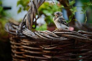 Cute baby bird sitting on wicker basket outdoors. photo