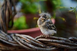 linda bebé pájaro sentado en mimbre cesta al aire libre. foto