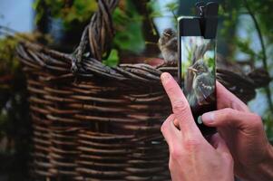 atención en un fotografía de un pequeño pájaro en digital toque pantalla de un teléfono inteligente, siendo fotografiado. selectivo atención fotógrafo tomando imagen de bebé pájaro sentado en mimbre cesta foto