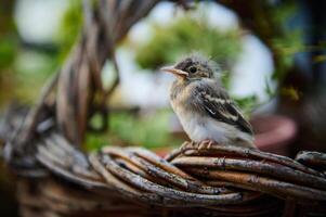 Cute baby bird sitting on wicker basket outdoors. photo