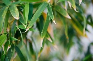 Close-up bamboo leaves photo