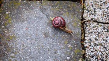 Snail with shell crawls on stone tiles after rain. Nature and seasons. video