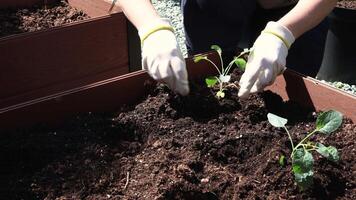 Woman farmer planting Tuscan kale cabbage seedlings in wooden bed outside on spring day. video