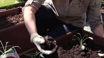Woman farmer planting Tuscan kale cabbage seedlings in wooden bed outside on spring day. video