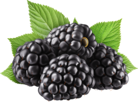 Blackberry fruits with leaves isolated on a transparent background png