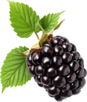 Fresh Blackberry fruits with leaves isolated on a transparent background png