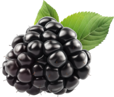 Fresh Blackberry fruits with leaves isolated on a transparent background png