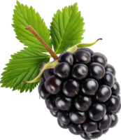 Fresh Blackberry fruits with leaves isolated on a transparent background png