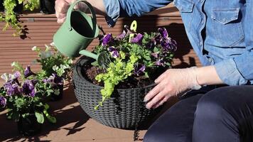 Woman on terrace planting flowers in hanging flowerpot. Nature, agriculture and gardening. Sunny day. video