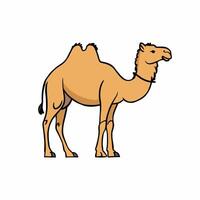 Cartoon camel isolated on white background vector