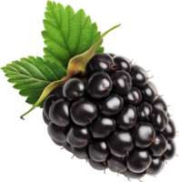 Blackberry fruits with leaves isolated on a transparent background png