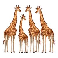 Cute Giraffe Animal isolated flat illustration white background vector