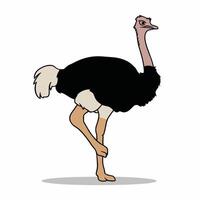 Cute Ostrich animal cartoon animals illustration isolated on white background. vector