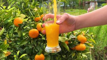 een meisje giet mandarijn of oranje sap tegen de achtergrond van een oranje of mandarijn boom in een kruik een glas en een veel van citrus fruit video