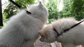 dois branco samoiedo cachorros estão jogando falando para cada de outros elas conheceu cada de outros elas estão amigos video